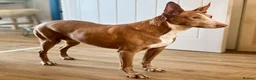 Ibizan Hound dogs for adoption: Kiara - a sweet low energy girl - Advert 10