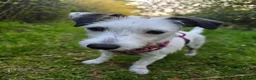 Mixed Breed dogs for sale: Jack russell/parson russell for sale in Cumnock - Advert 9