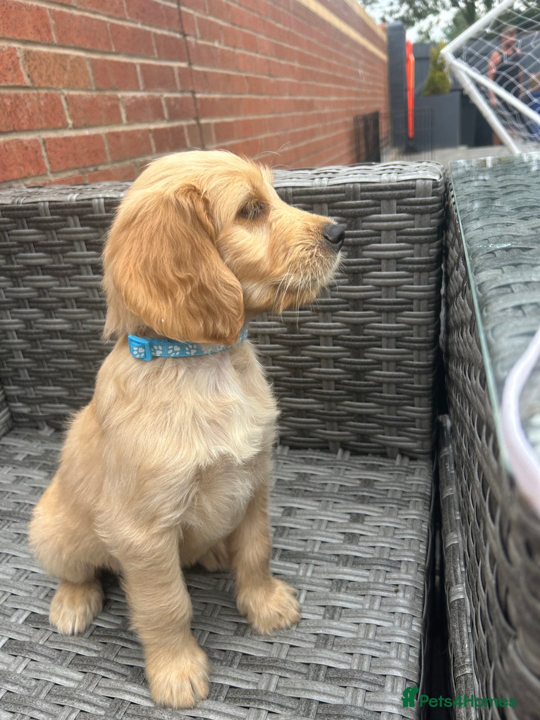 Goldendoodle dogs for sale: ⭐️ F1 Outstanding Golden Doodles ⭐️ - Image 19
