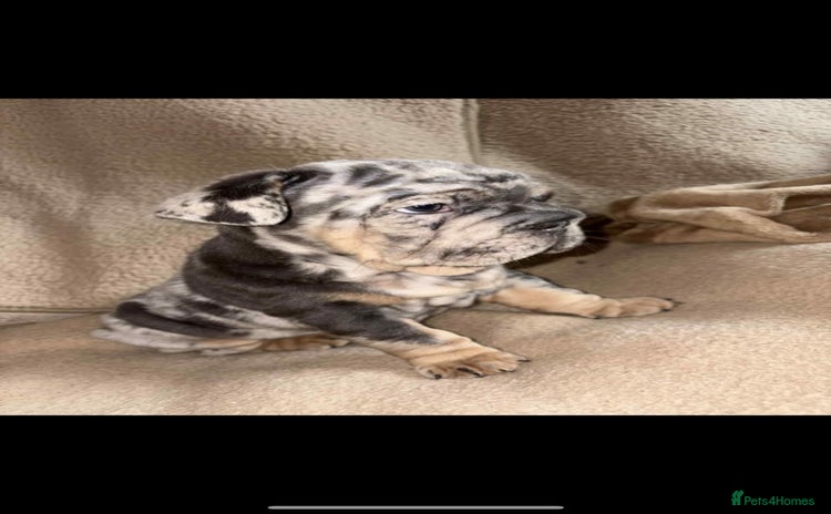 French Bulldog dogs - Advert 1