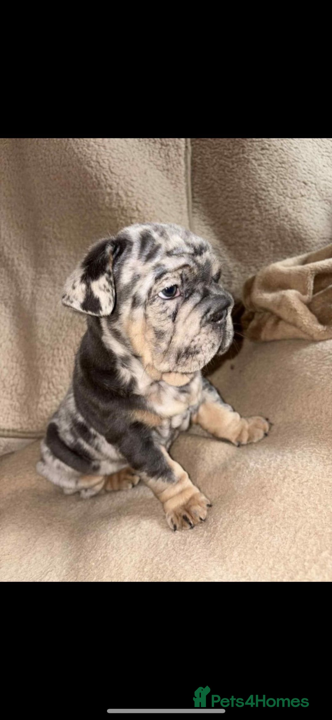 French Bulldog dogs for sale: Only 3 boys left, 5⭐️KC frenchies carrying fluffy  - Image 1
