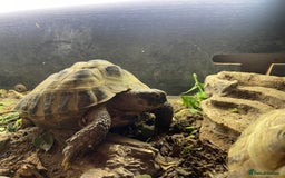 Hermann Tortoise reptiles for sale: Hermann’s tortoises  - Image 2