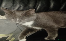 Ragdoll cats for sale: Buddy - Image 3