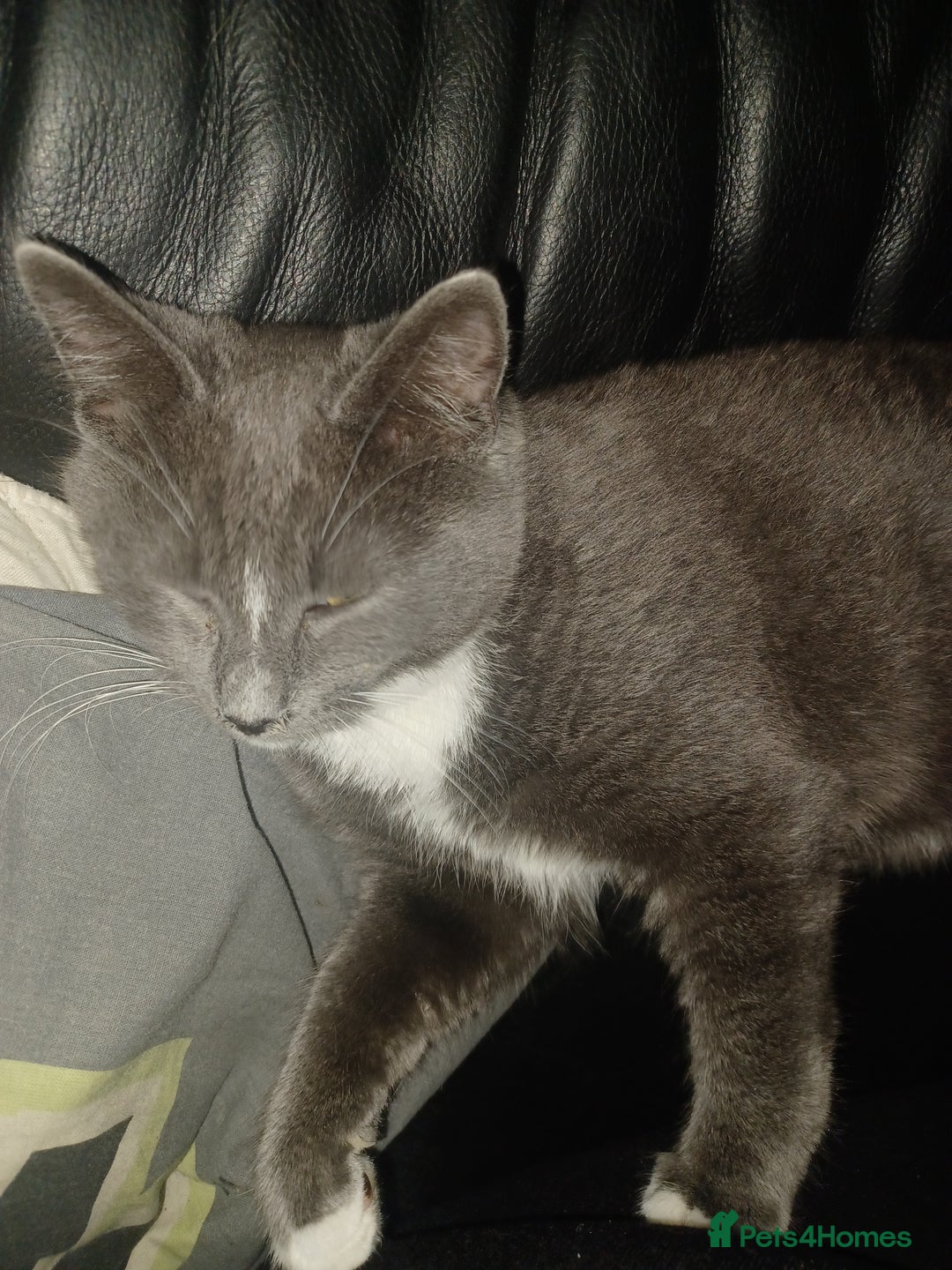 Ragdoll cats for sale: Buddy - Image 3