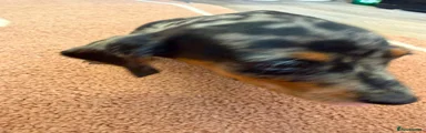 Dachshund 4