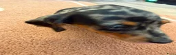 Dachshund dogs for sale: Beautiful puos - Advert 11