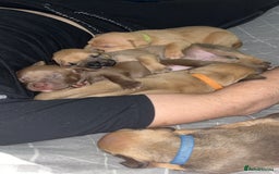 American Bully dogs for sale: American bully puppies - Image 9