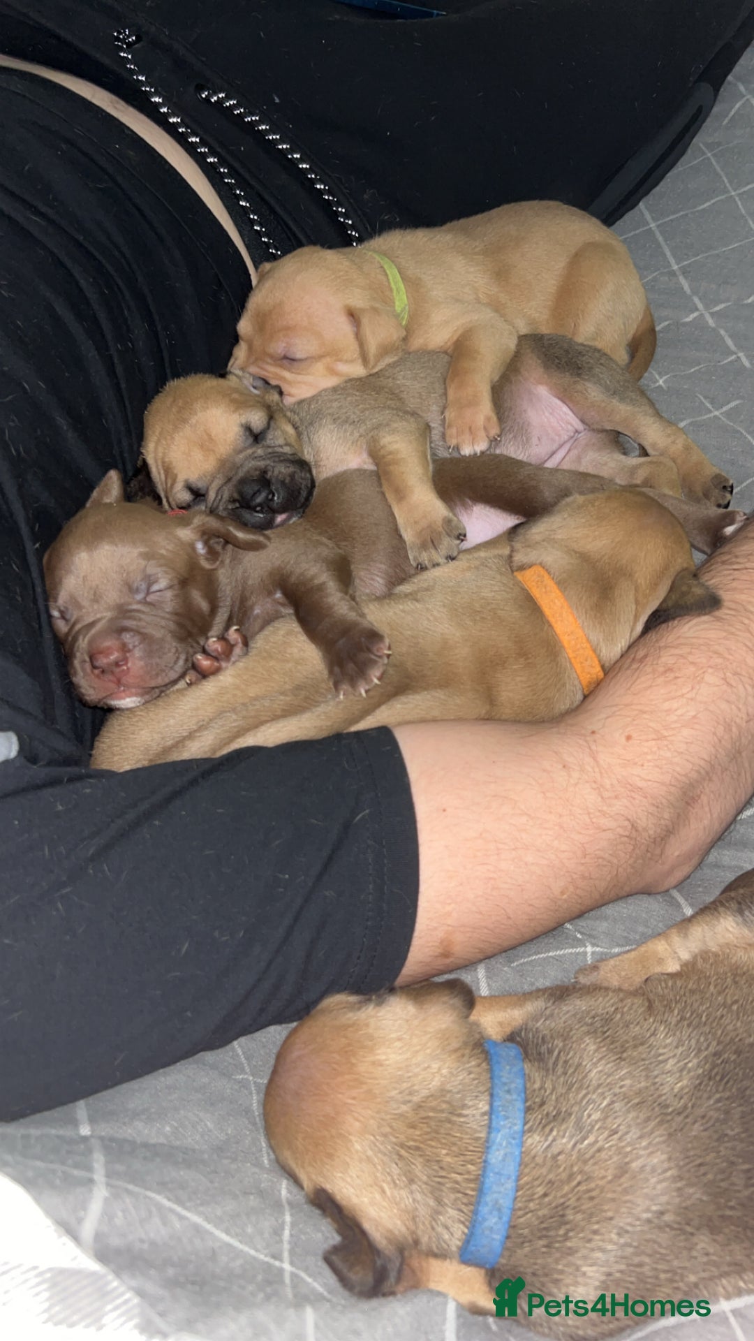 American Bully dogs for sale: American bully puppies - Image 9