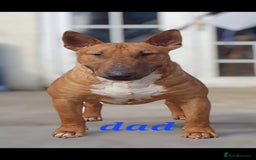 English Bull Terrier dogs for sale: English bull terrier  - Image 3