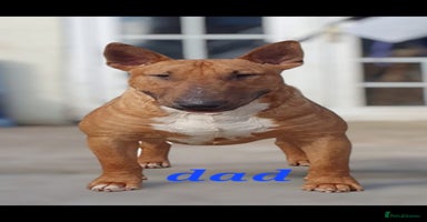 English Bull Terrier dogs - Advert 12
