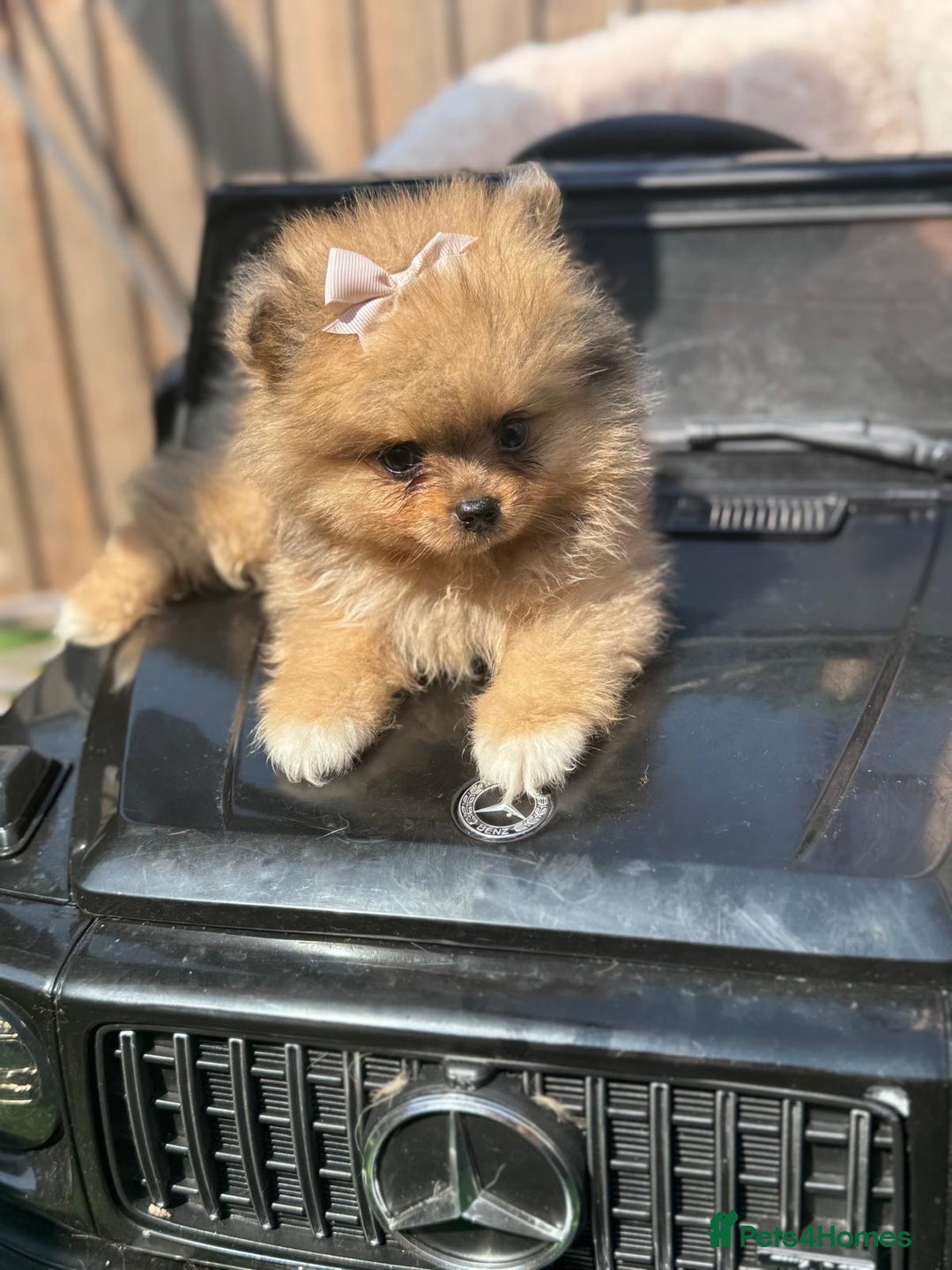 Pomeranian dogs for sale: Tea cup Pomeranians  - Image 13
