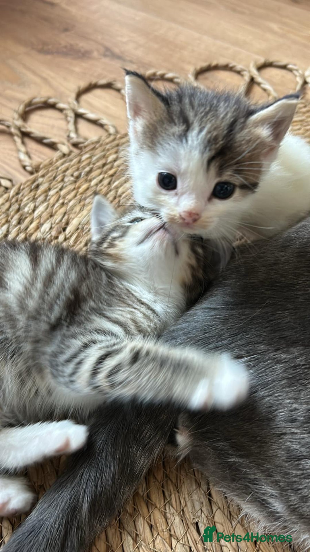 American Shorthair cats for sale: 2 x 8 week kittens available  - Image 1