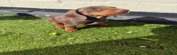 Miniature Dachshund dogs for sale: ONLY 2 LEFT!! KC Miniature Dachshund Puppies - Advert 19