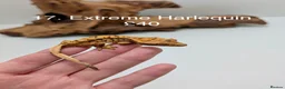 Gecko reptiles for sale: Stunning Mixed Morph Crested Gecko Babies! - Advert 15