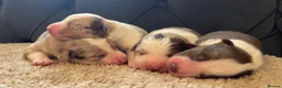 Border Collie dogs for sale: 🐾OUTSTANDING *UNIQUE* BORDER COLLIE PUPPIES🐾 - Advert 26