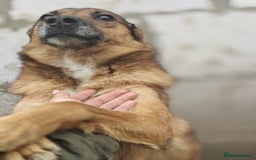 Mixed Breed dogs for adoption: 💖🐶 LARA 🐶💖 - Image 22