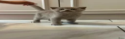 Scottish Fold cats for sale: Lilac Scottish fold kittens  - Advert 10