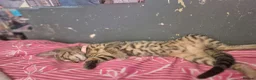 Bengal cats for sale: Miss Quinni and princess - Advert 8