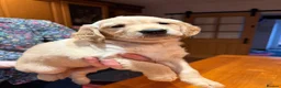 Golden Retriever dogs for sale: KC Registered Golden Retriever Puppies - Advert 8