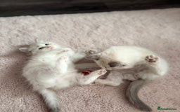 Ragdoll cats for sale: Ragdoll kittens - Image 15
