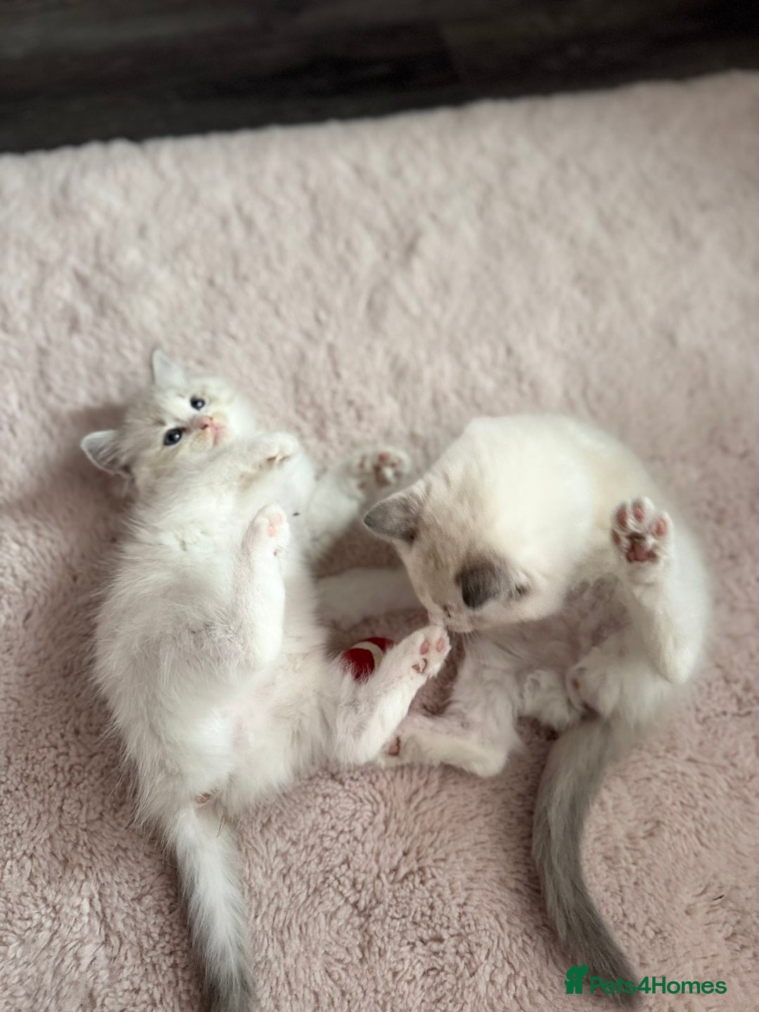 Ragdoll cats for sale: Ragdoll kittens - Image 15