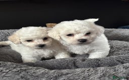 Bichon Frise dogs for sale: Full health checked bichon puppies - Image 1