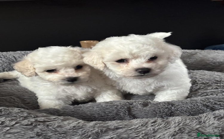Bichon Frise dogs - Advert 1