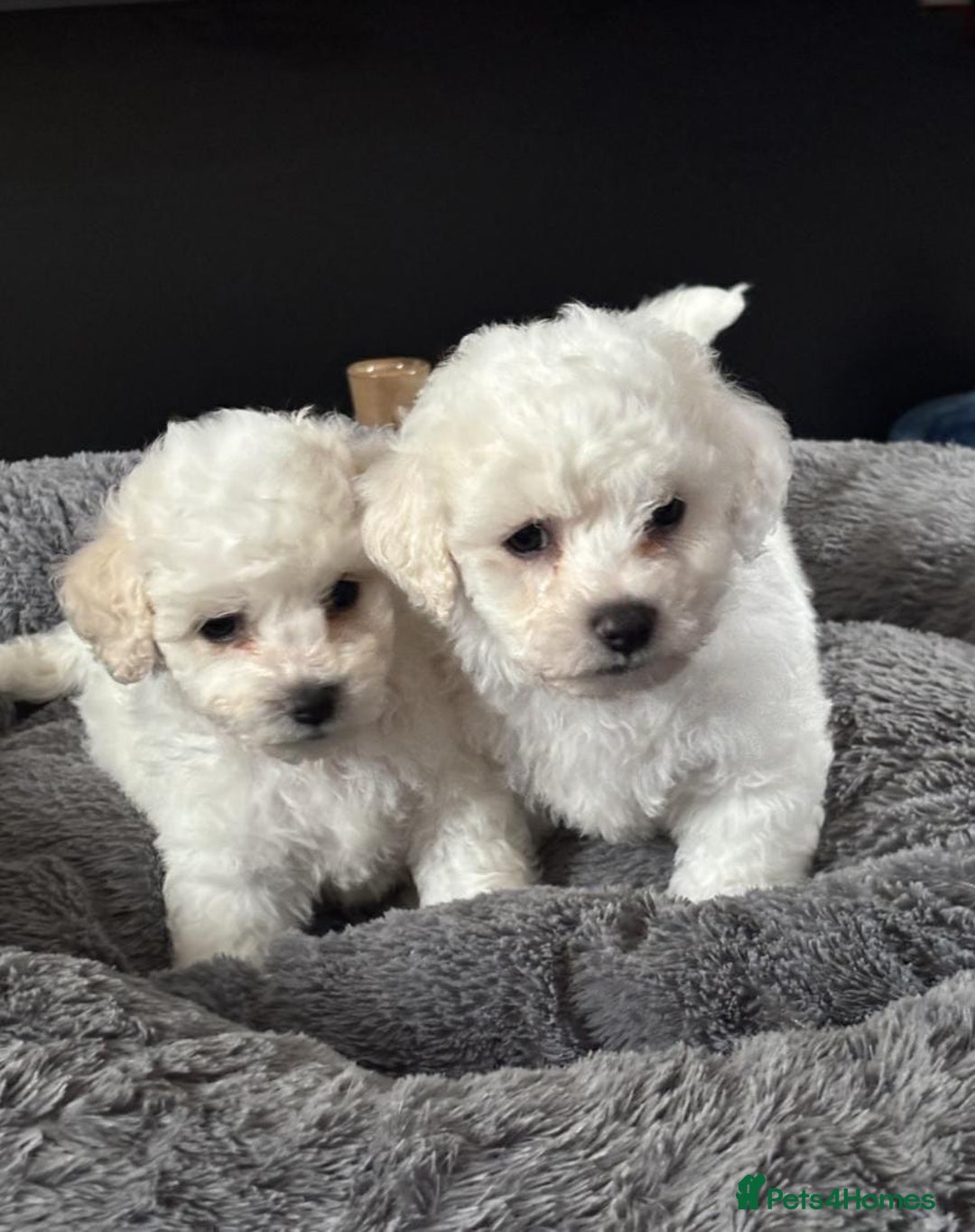 Bichon Frise dogs for sale: Full health checked bichon puppies - Image 1