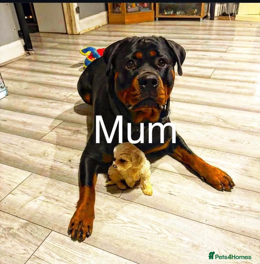 Rottweiler dogs for sale: Rottweiler Female For Sale - Advert 7