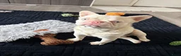 French Bulldog dogs for sale: Beautiful albino male  - Advert 5