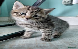Maine Coon cats for sale: Kittens for sale half main coon - Image 21