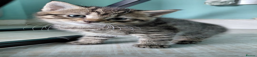 Maine Coon Kitten 3 Siren
