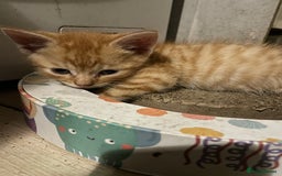 Mixed Breed cats for sale: Kittens for sale - Image 2