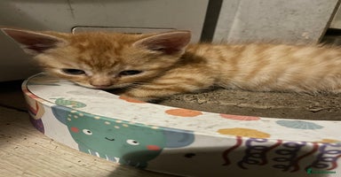 Mixed Breed cats - Advert 8