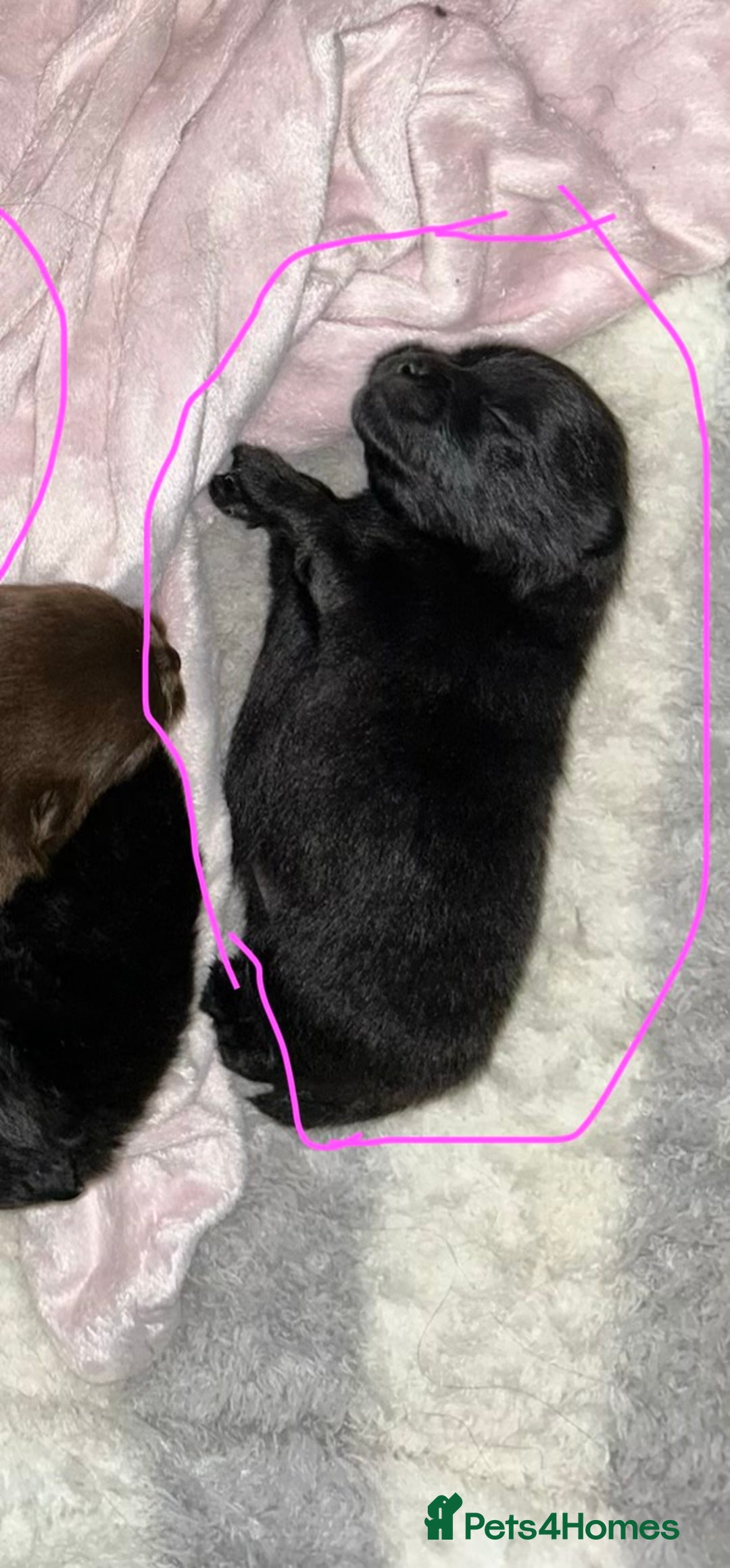 Pomeranian dogs for sale: Purebred fluffy Pomeranian puppies mum Russian! - Advert 24