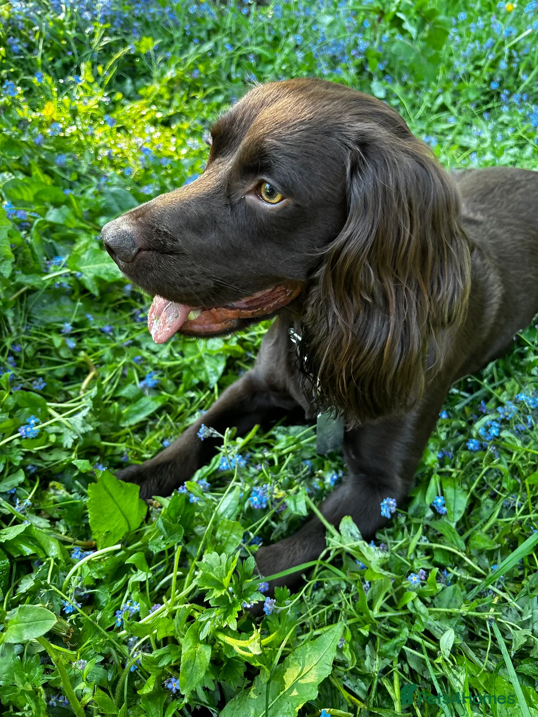 Sprocker dogs for stud: Sprocker for stud in Stafford - Advert 2