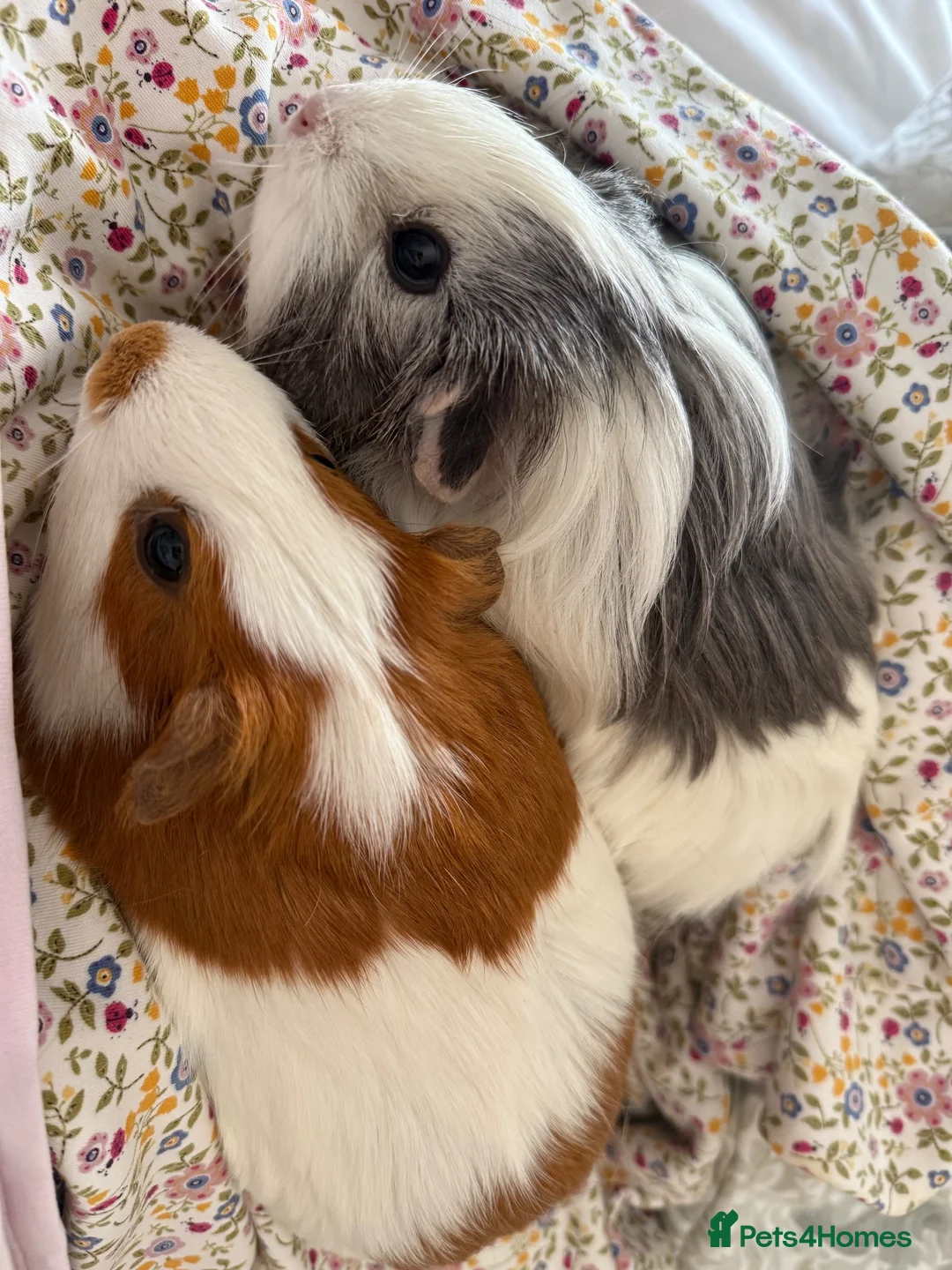 Guinea Pig rodents for sale: Bonded Neutered Male&Female Guinea Pig - Advert 2