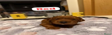 Cockapoo 3