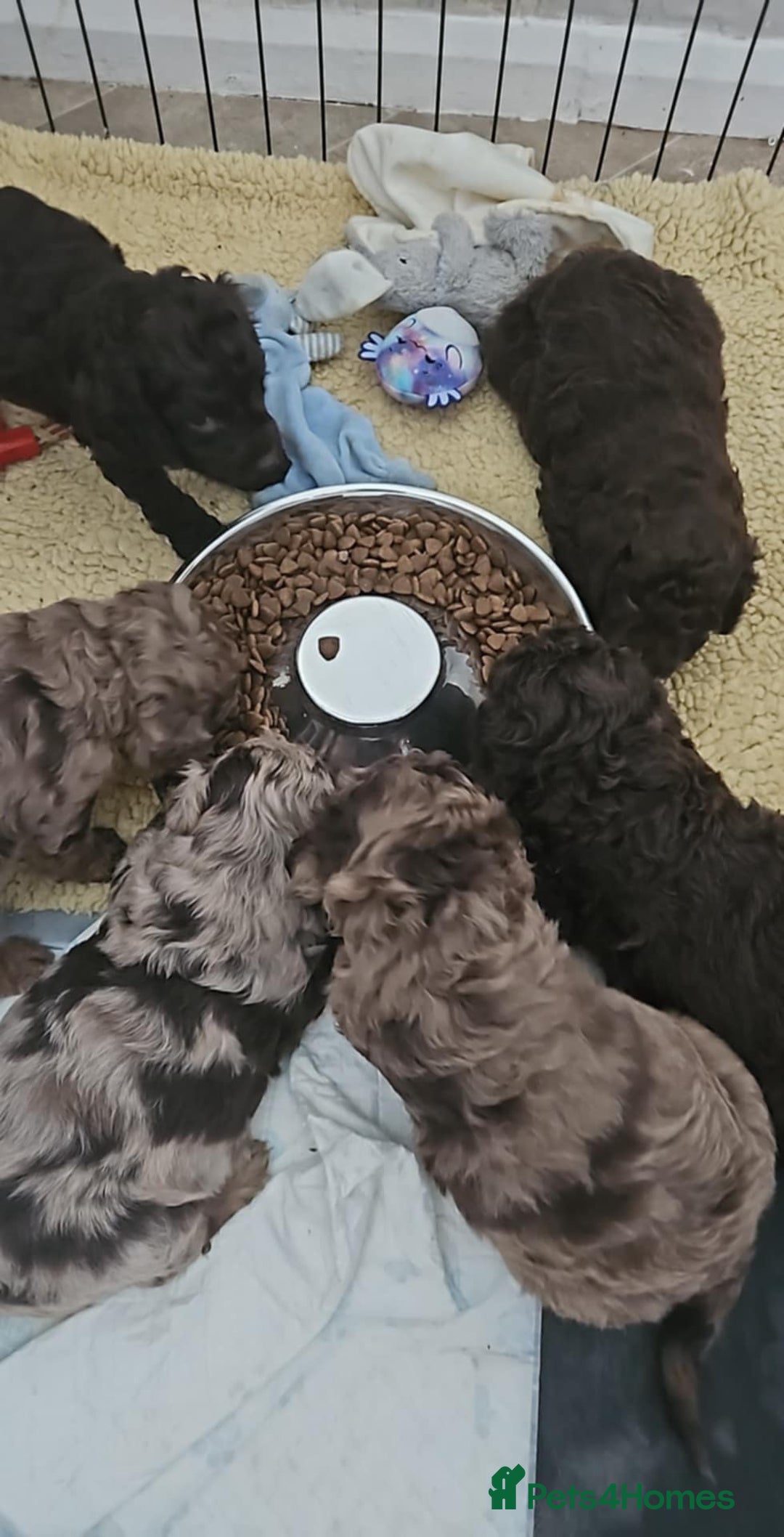 Cockapoo dogs for sale: Cockapoos Chocolate health tested parents  - Image 6
