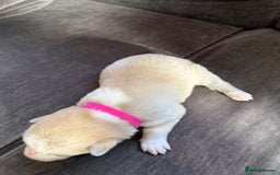Siberian Husky dogs for sale: Husky puppies for sale - Image 21