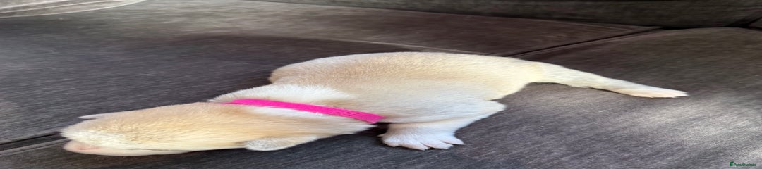 Dark pink Girl 