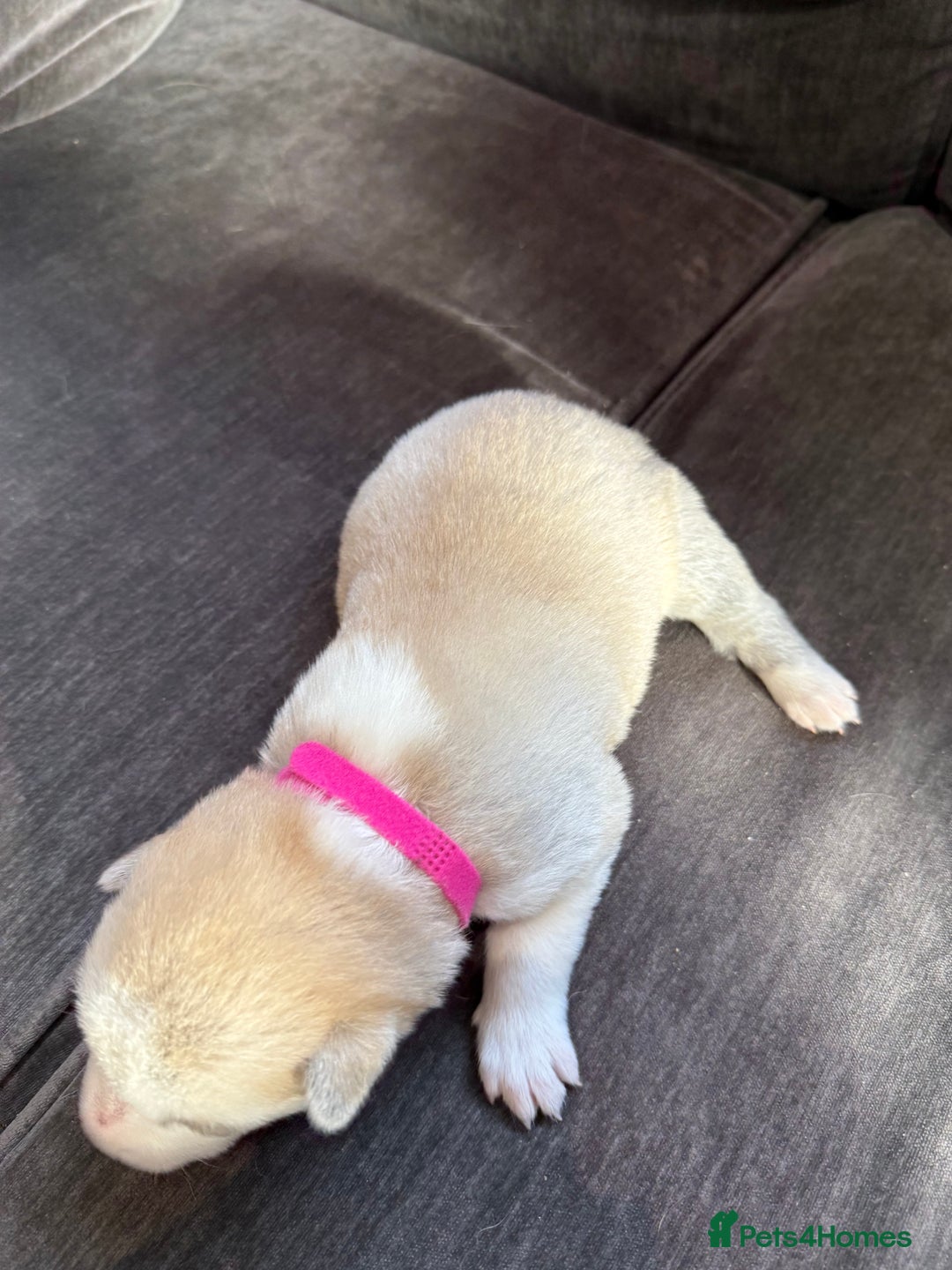 Siberian Husky dogs for sale: Husky puppies for sale - Image 21