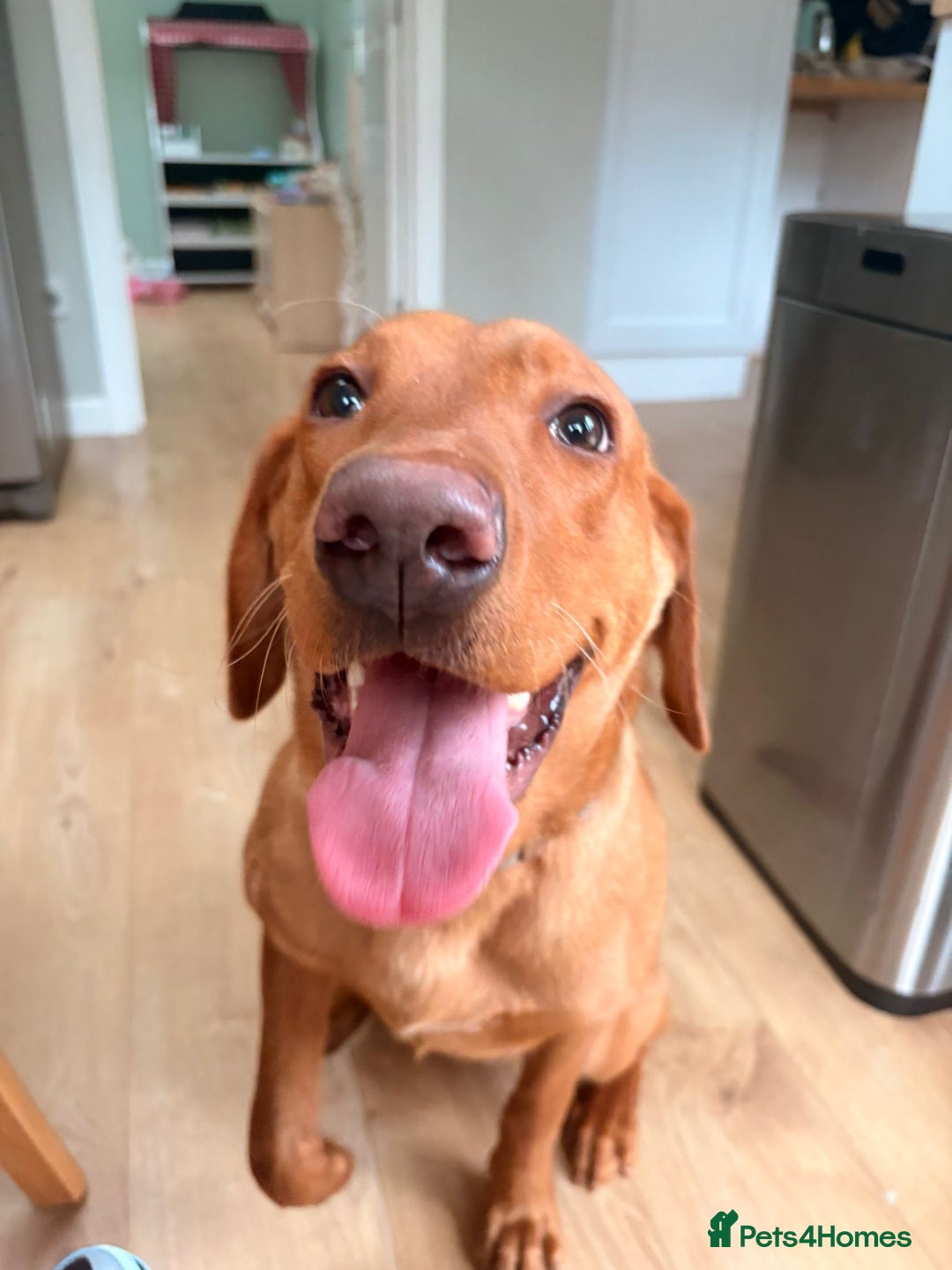 Labrador Retriever dogs for sale: Fox Red Labrador  - Advert 1