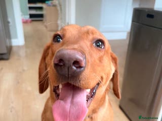 Labrador Retriever dogs Fox Red Labrador - Advert 1