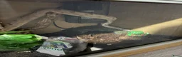 Boa Snake reptiles for sale: Boa constrictor  - Advert 3