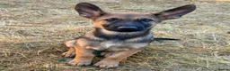 Mixed Breed dogs for sale: 🐶German Shepherd x Dutch Working-Line Puppies 🐶 - Advert 2