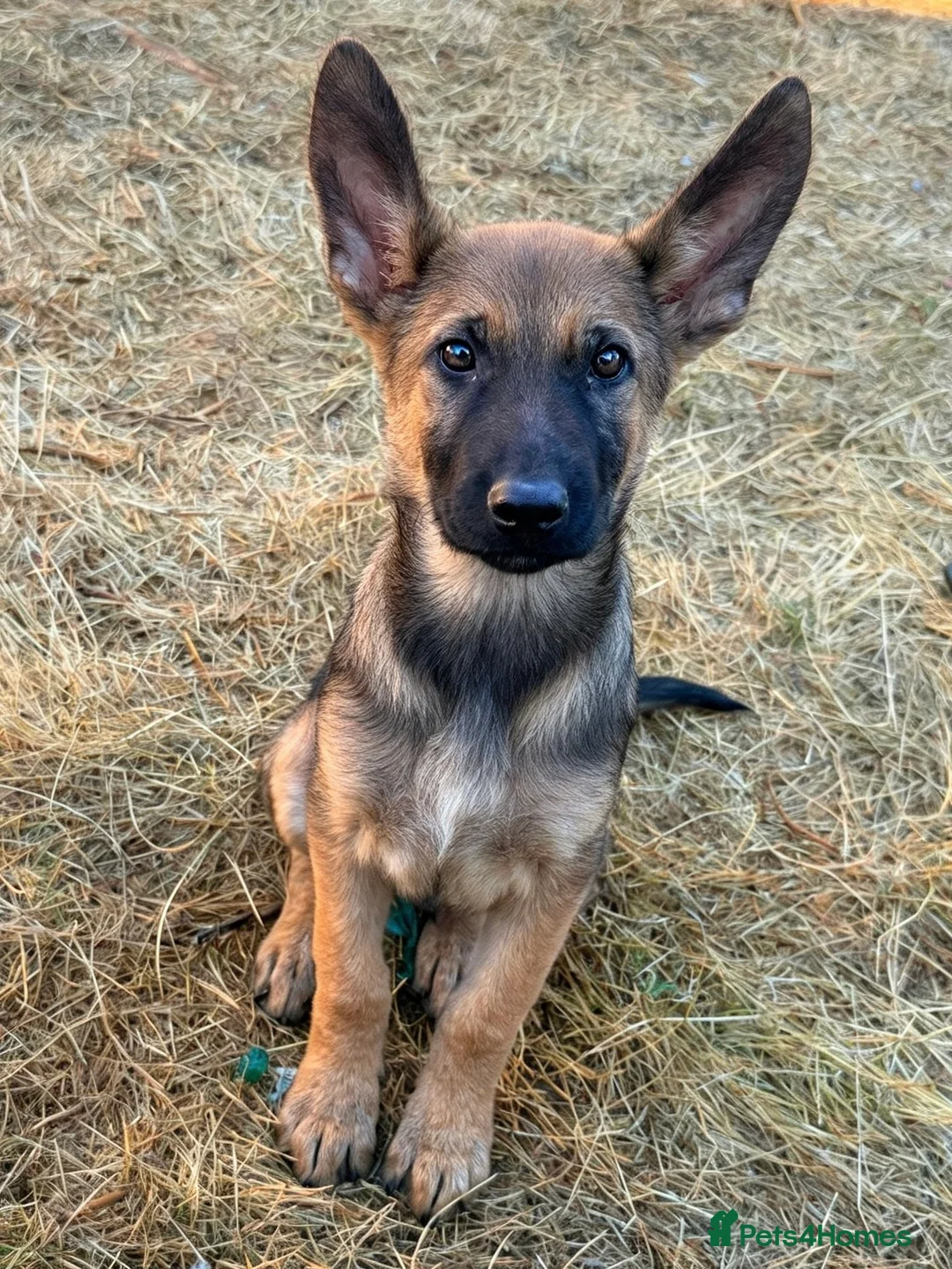 Mixed Breed dogs for sale: 🐶German Shepherd x Dutch Working-Line Puppies 🐶 - Advert 2