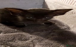 Oriental cats for sale: Full Pedigree Oriental 3 Kittens XL size ears GCCF - Image 38
