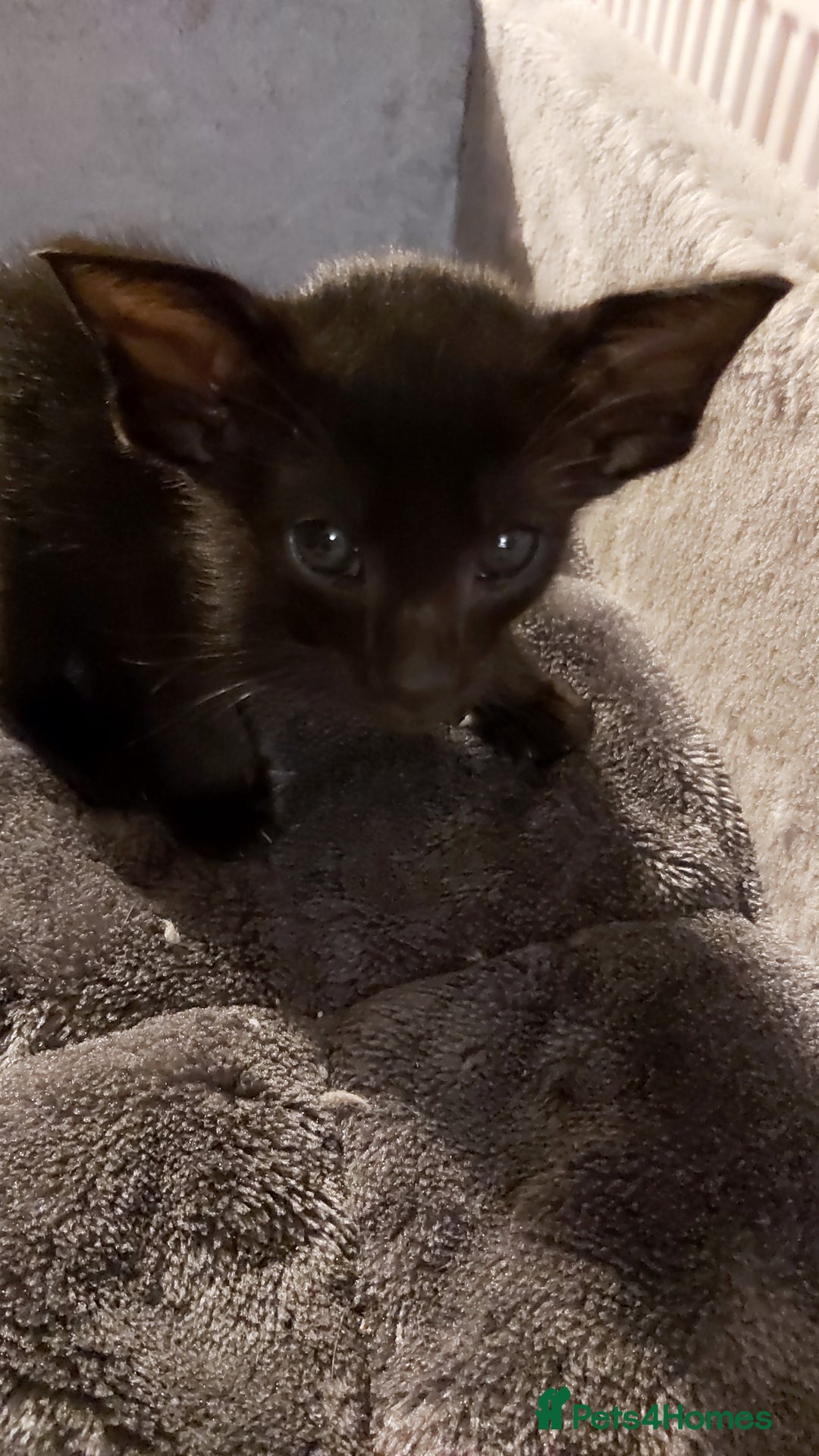 Oriental cats for sale: Full Pedigree Oriental 3 Kittens XL size ears GCCF - Image 38