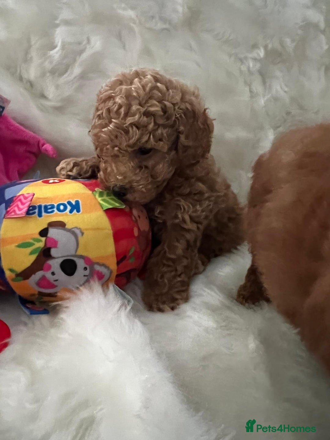 Cavapoo dogs for sale: Mixed litter of adorable cavapoo puppies - Advert 17